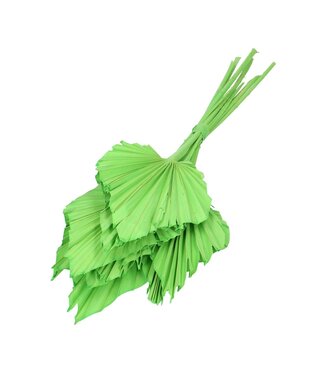 4A Feuille de palmier séchée vert pomme | Palm Spear fleurs séchées | Longueur 50 centimètres | 10 pièces par bouquet | Par pièce