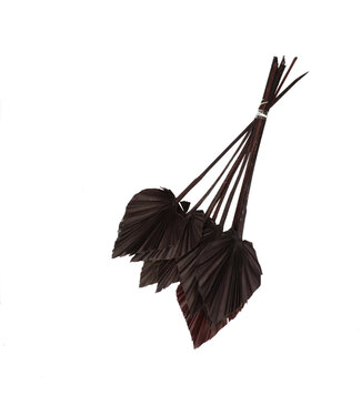 4A Feuille de palmier séchée couleur chocolat | Palm Spear fleurs séchées | Longueur 50 centimètres | 10 pièces par bouquet | Par pièce