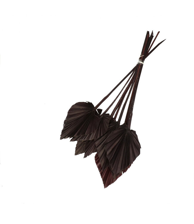 Chocolate-coloured dried Palm Leaf | Palm Spear dried flowers | Length 50 centimetres | 10 pieces per bunch | Available per piece