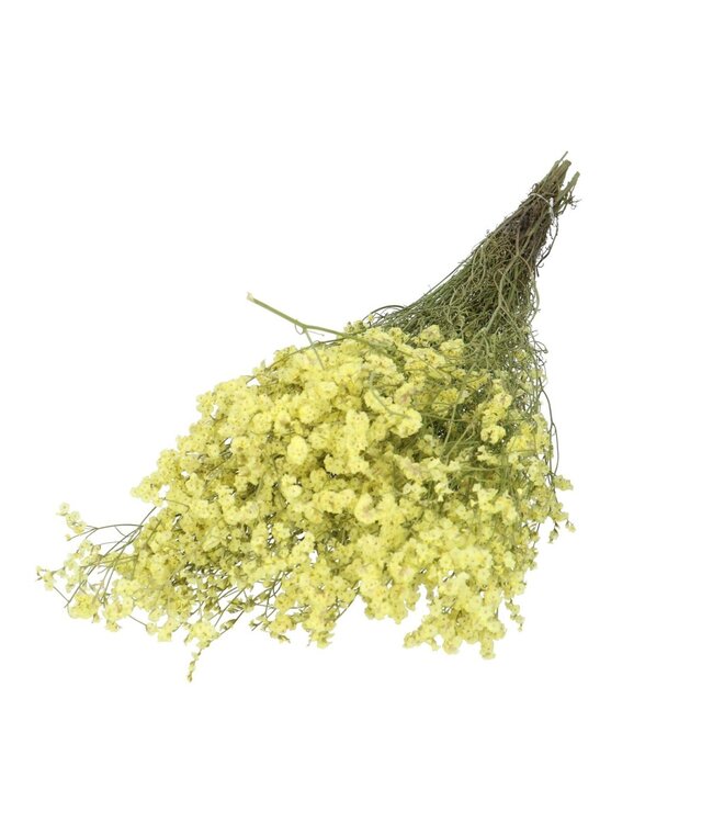 Limonium Diamond jaune séché | Fleurs séchées Statice | Longueur 70 centimètres | À commander à l'unité