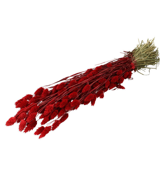 Rood gedroogd Kanariegras | Phalaris droogbloemen | Lengte 70 centimeter  | Per stuk te bestellen