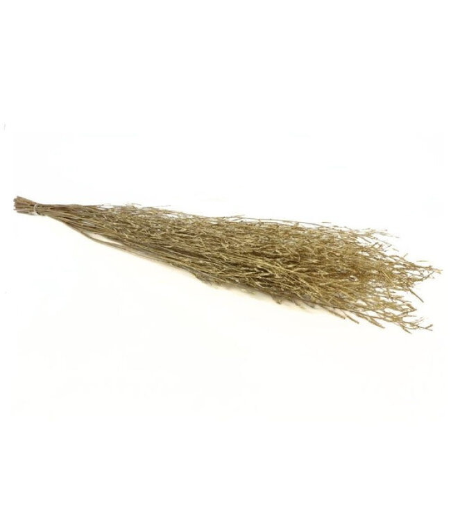 Goldfarben getrocknetes Saras-Gras | Länge 100 Zentimeter | Pro Stück bestellbar