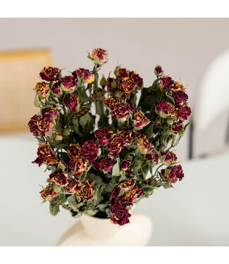 DriedRoses.com Roses en grappes séchées jaune-rouge | Longueur 50 centimètres | Par 10 roses