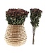 Dried yellow-red cluster roses | Length 50 centimetres | Available to order per 10 roses