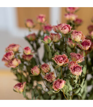 DriedRoses.com Getrocknete hellrosa Traubenrosen | Länge 50 Zentimeter | Pro 10 Rosen