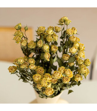 DriedRoses.com Getrocknete weiße Traubenrosen | Länge 50 Zentimeter | Pro 10 Rosen