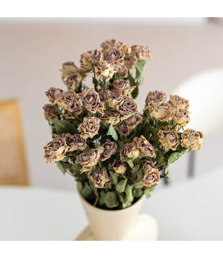 DriedRoses.com Getrocknete lavendelgraue Traubenrosen | Länge 50 Zentimeter | Pro 10 Rosen