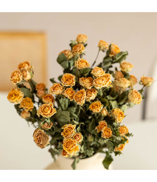 DriedRoses.com Getrocknete Peach Fuzz Bundrosen | Länge 50 Zentimeter | Pro 10 Rosen