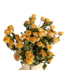 Gedroogde Peach Fuzz trosrozen | Lengte 50 centimeter | Per 10 rozen te bestellen