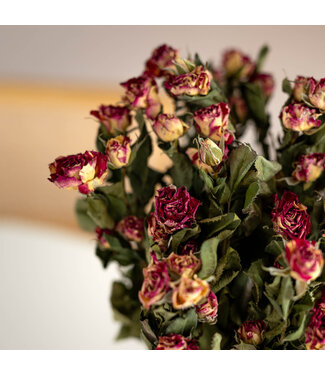 DriedRoses.com Getrocknete rote, rosa mit weißen Strauchrosen | Länge 50 Zentimeter | Pro 10 Rosen