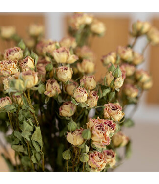 DriedRoses.com Dried pink cluster roses | Length 50 centimetres | Per 10 roses
