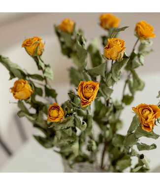 DriedRoses.com Getrocknete orange Rosen | Länge 50 Zentimeter | Pro 10 Rosen