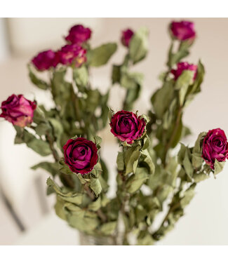 DriedRoses.com Zehn getrocknete Fuchsienrosen | Länge 50 Zentimeter | Straußweise bestellen