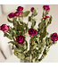 Zehn getrocknete Fuchsienrosen | Länge 50 Zentimeter | Straußweise bestellen