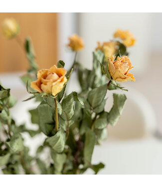 DriedRoses.com Getrocknete Peach Fuzz Rosen | Länge 50 Zentimeter | Pro 10 Rosen