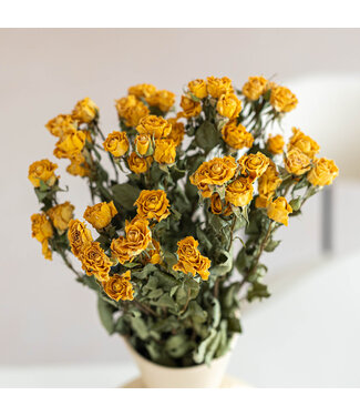 DriedRoses.com Roses jaunes en grappe séchées | Longueur 50 centimètres | Par 10 roses