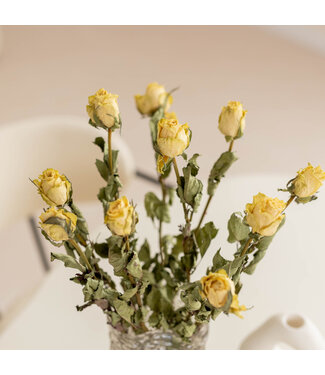 DriedRoses.com Getrocknete weiße Rosen | Länge 50 Zentimeter | Pro 10 Rosen