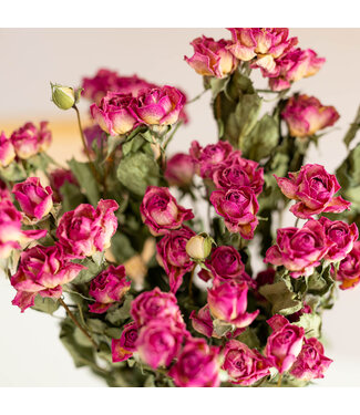 DriedRoses.com Getrocknete Fuchsia-Büschelrosen | Länge 50 Zentimeter | Pro 10 Rosen