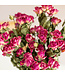 Getrocknete Fuchsia-Büschelrosen | Länge 50 Zentimeter | Pro 10 Rosen zu bestellen