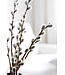 Natürliche getrocknete Weidenkätzchen | Natürliche Salix-Trockenblumen | Länge 70 Zentimeter | Bestellung pro 20 Zweige