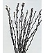 Natürliche getrocknete Weidenkätzchen | Natürliche Salix-Trockenblumen | Länge 70 Zentimeter | Bestellung pro 20 Zweige