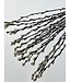 Natürliche getrocknete Weidenkätzchen | Natürliche Salix-Trockenblumen | Länge 70 Zentimeter | Bestellung pro 20 Zweige