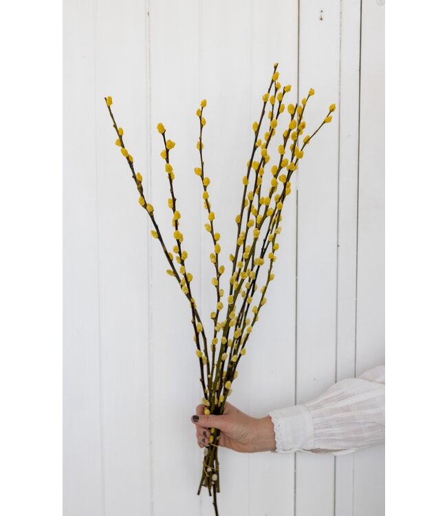 Chatons de saule séchés jaunes | Fleurs de Salix séchées jaunes | Longueur 70 centimètres | Commande par 20 branches