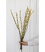Chatons de saule séchés jaunes | Fleurs de Salix séchées jaunes | Longueur 70 centimètres | Commande par 20 branches