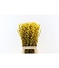 Chatons de saule séchés jaunes | Fleurs de Salix séchées jaunes | Longueur 70 centimètres | Commande par 20 branches