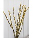 Gelbe getrocknete Weidenkätzchen | Gelbe Salix-Trockenblumen | Länge 70 Zentimeter | Bestellung pro 20 Zweige