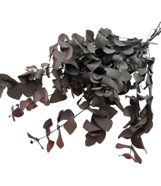 MyFlowers Rood gepreserveerde Eucalyptus Cinerea | Lengte ± 60  centimeter | Per bos