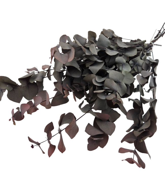 Red-preserved Eucalyptus Cinerea | Length ± 60 cm | Order per bunch
