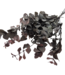 Red-preserved Eucalyptus Cinerea | Length ± 60 cm | Order per bunch