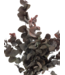 Eucalyptus Cinerea rouge conservé | Longueur ± 60 cm | Commande par bouquet