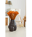 Fleurs de clochettes séchées orange | Fleurs étoilées Glixia orange | Longueur ± 50 cm | Commande par bouquet