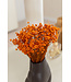 Fleurs de clochettes séchées orange | Fleurs étoilées Glixia orange | Longueur ± 50 cm | Commande par bouquet