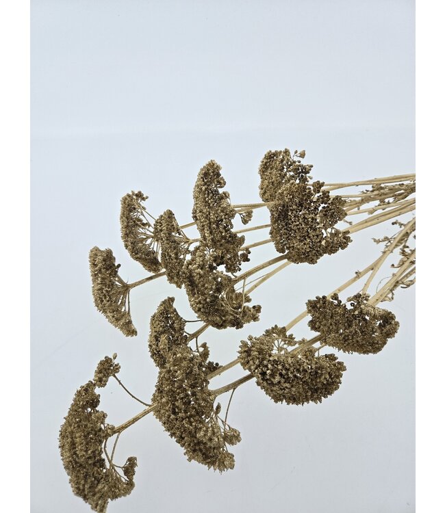 Golden Achillea Filipendulina | Length ± 60 centimetres | Available to order per bunch of dried flowers