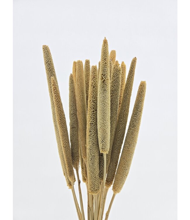 Naturelle Babala | Longueur ± 65 centimètres | À commander par 15 fleurs séchées