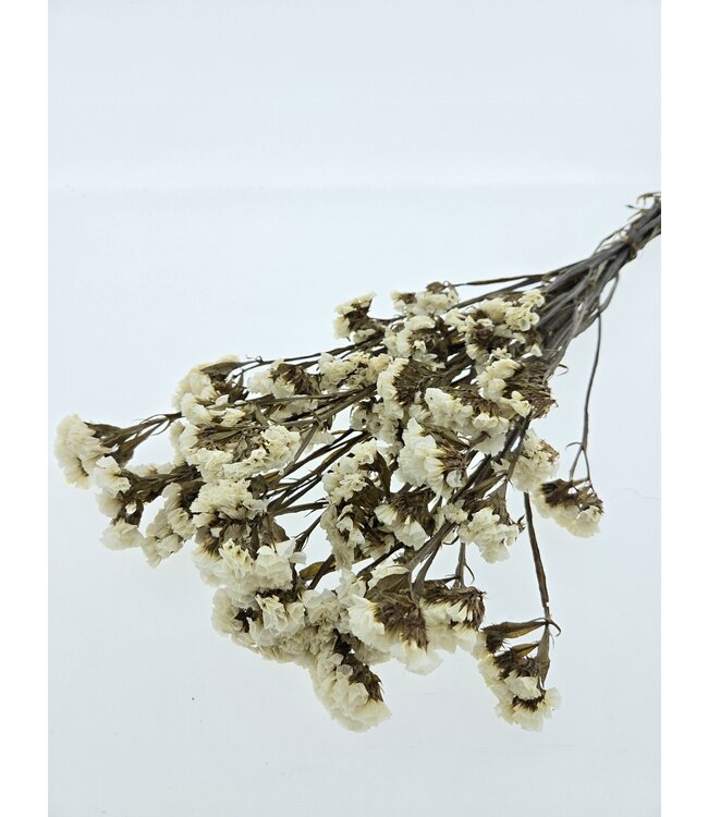 Statice Limonium blanc préservé | Longueur ± 65 centimètres | À commander par bouquet de fleurs séchées