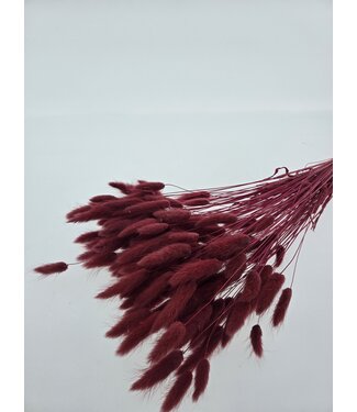 MyFlowers Bordeaux red Lagurus dried flowers | Length ± 65 centimetres | Per bunch of dried flowers