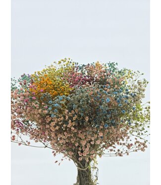 Casa Alegria Mélange Arc-en-ciel Gypsophile préservée | Longueur ± 65 centimètres | Par bouquet de fleurs séchées