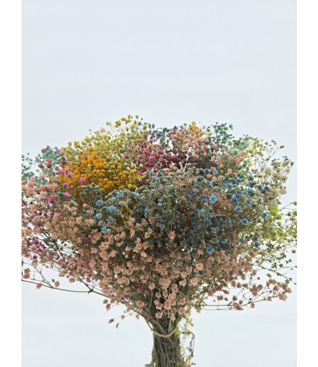 Rainbow Mix gepreserveerd Gipskruid | Lengte ± 65 centimeter | Per bos droogbloemen te bestellen