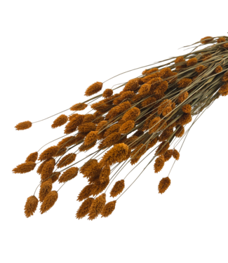 MyFlowers Orange Phalaris | Length ± 65 centimetres | Per bunch of dried flowers