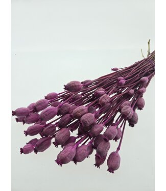 MyFlowers Fuchsia Papaver | Longueur ± 65 centimètres | Par bouquet de fleurs séchées
