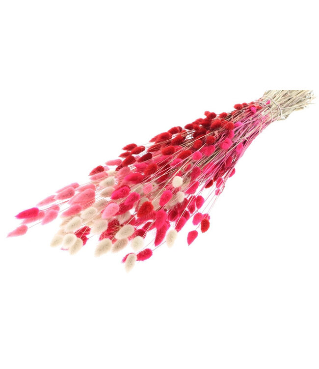 Lagurus Lady mix | Length ± 65 centimetres | Available per bunch of dried flowers