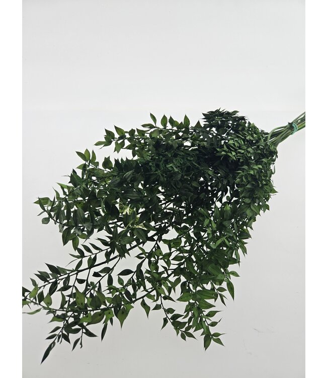 Ruscus vert préservé | Printemps ± 65 centimètres | À commander par bouquet de fleurs séchées