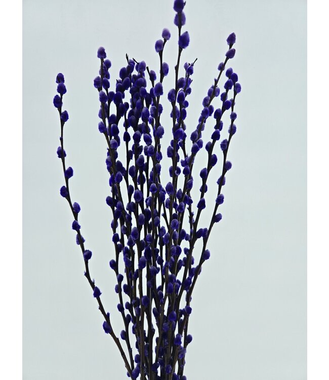 Chatons de saule Salix d'un violet intense | Longueur ± 70 centimètres | Commande par 20 branches