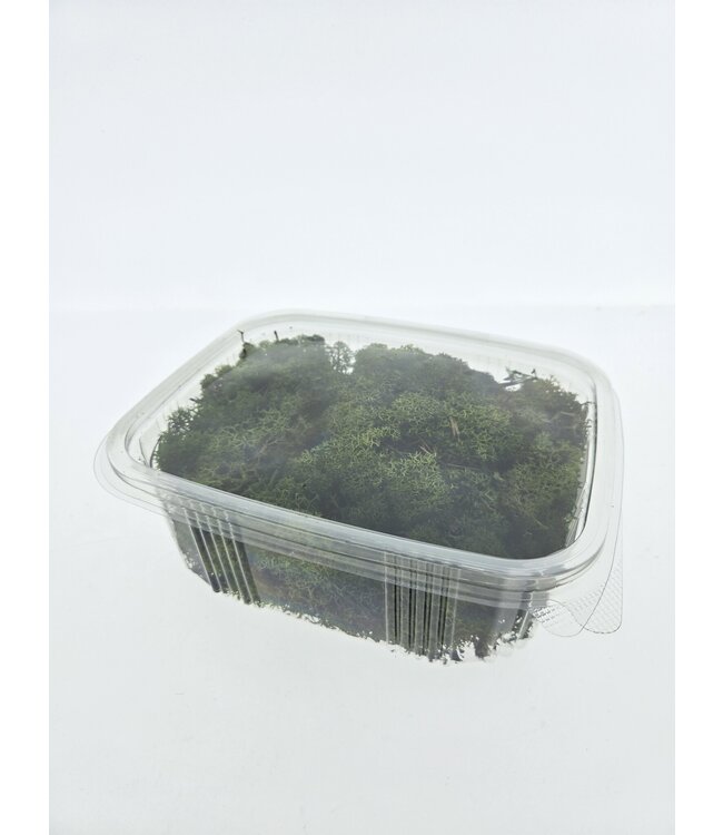Green preserved reindeer moss | Available to order per 150 grams