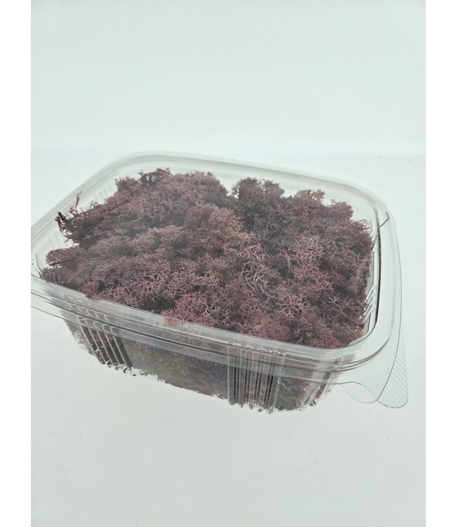 Pink preserved reindeer moss | Available to order per 150 grams