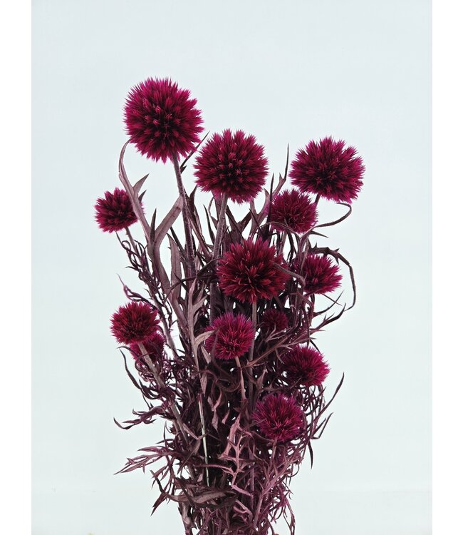 Fuchsia gepreserveerde Echinops |  | Lengte ± 65 centimeter | Per bos droogbloemen te bestellen